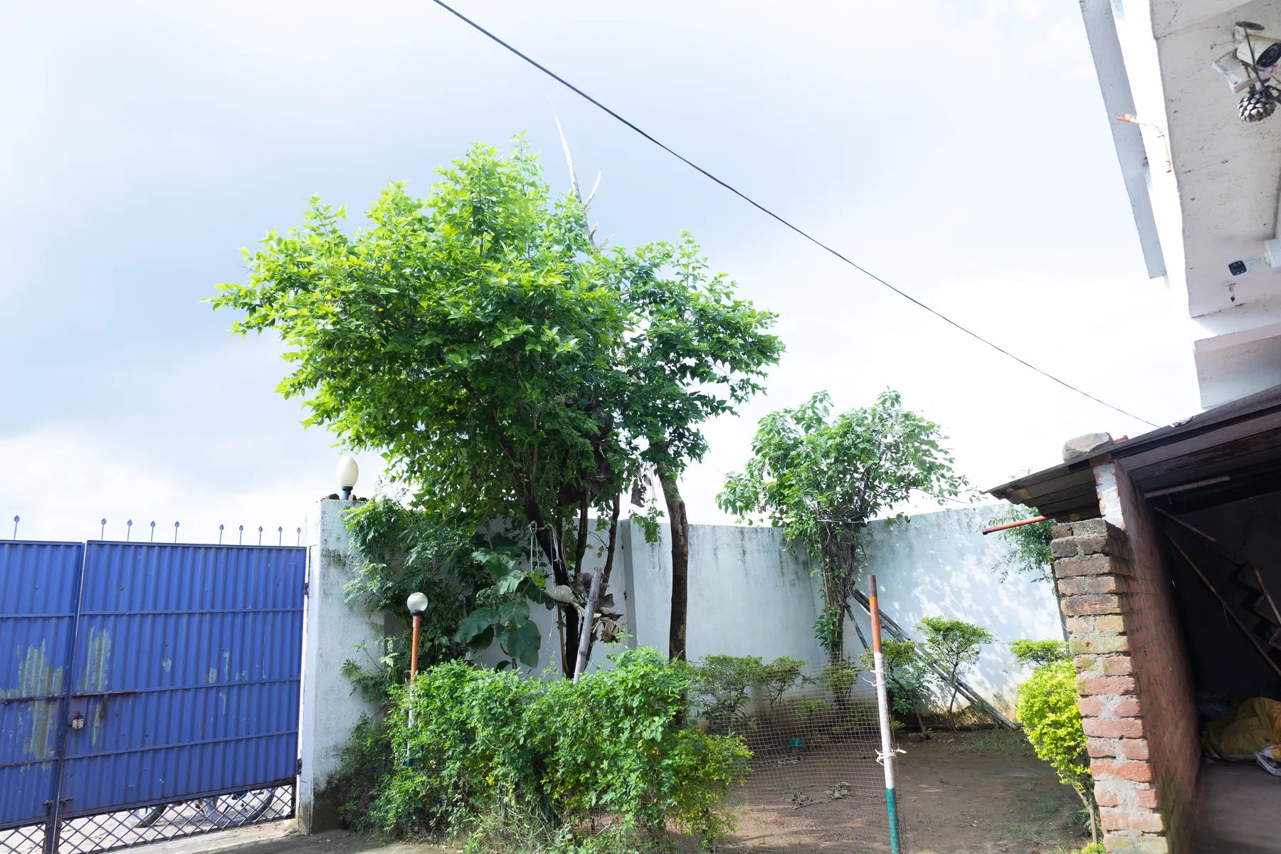 Trees and open ground inside the school gate
